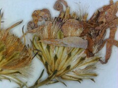 Symphyotrichum laeve laeve