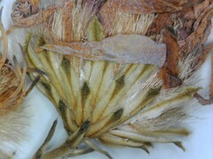 Symphyotrichum laeve laeve