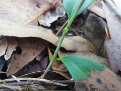 Parsonsia rotata