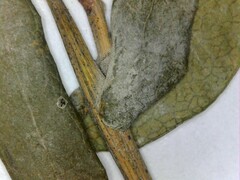 Symphyotrichum laeve laeve