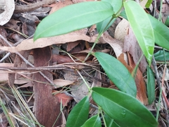 Parsonsia rotata