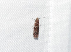 Ephestiopsis oenobarella