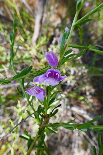 Image of Eremophila divaricata by (c) Gary Williams, some rights reserved (CC BY-SA)