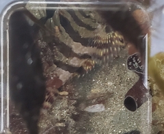 Oxylebius pictus