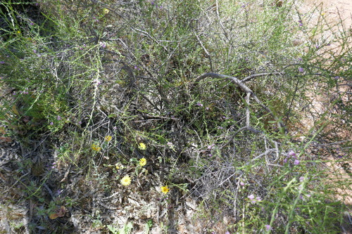 Image of Eremophila divaricata by (c) Gary Williams, some rights reserved (CC BY-SA)
