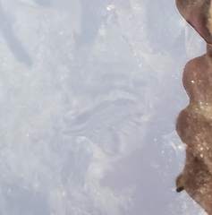 Oxylebius pictus