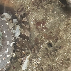 Oxylebius pictus