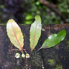 Elaeocarpus hookerianus