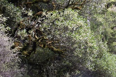 Elaeocarpus hookerianus