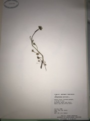 Chrysanthemum arcticum