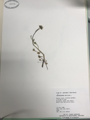 Chrysanthemum arcticum