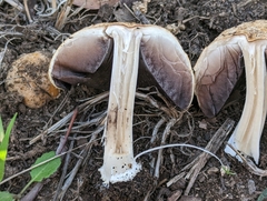 Coprinellus bipellis