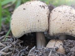 Coprinellus bipellis