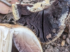 Coprinellus bipellis