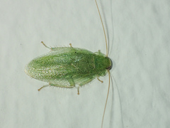 Sorineuchora viridis