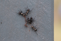 Polyrhachis daemeli