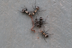 Polyrhachis daemeli