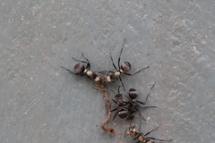 Polyrhachis daemeli