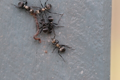 Polyrhachis daemeli