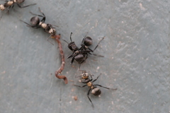 Polyrhachis daemeli