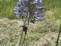 Chalcomitra amethystina