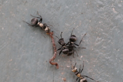 Polyrhachis daemeli