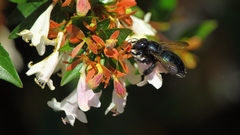 Xylocopa splendidula