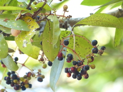 Ixora brachiata