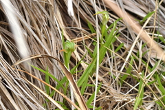 Pterostylis patens
