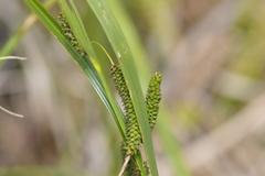 Carex geminata