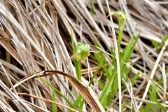 Pterostylis patens