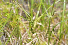 Carex geminata