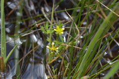 Ranunculus amphitrichus