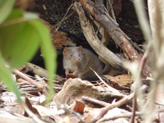 Antechinus stuartii