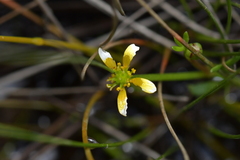 Ranunculus amphitrichus