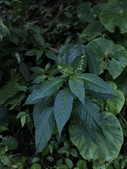 Mercurialis leiocarpa
