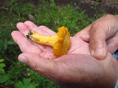 Cantharellus chicagoensis