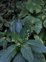 Mercurialis leiocarpa