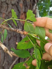 Campsis radicans