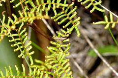 Phaulacridium marginale