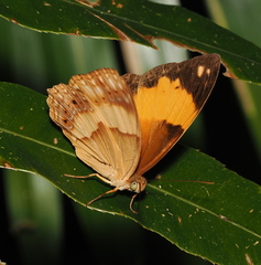Cupha prosope