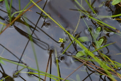 Ranunculus amphitrichus