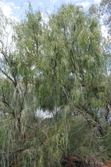 Acacia stenophylla