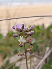 Glycine tomentella