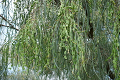 Acacia stenophylla