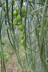 Acacia stenophylla