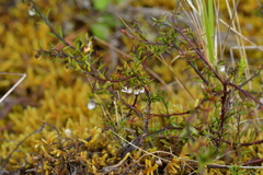 Gaultheria macrostigma