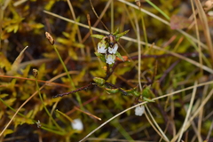 Gaultheria macrostigma