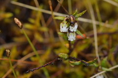 Gaultheria macrostigma