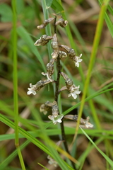 Gastrodia cunninghamii
